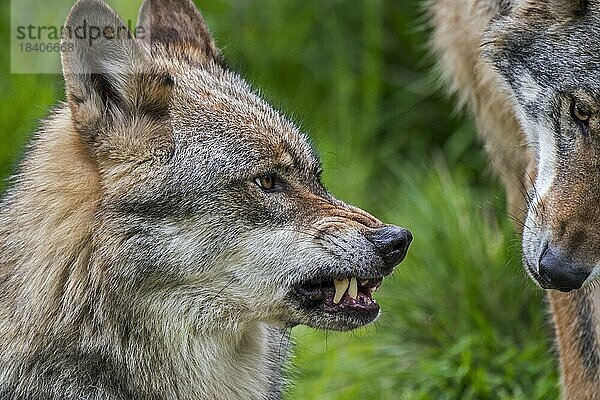 Wütender  selbstbewusster und dominanter Wolf (Canis lupus) mit aufgerichteten Ohren  gerümpfter Nase und fletschenden Reißzähnen beim Knurren und Knurren