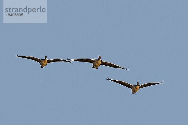 Drei ziehende Graugänse (Anser anser)  Graugans im Flug gegen blauen Himmel