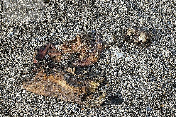 Überreste eines Walross (Odobenus rosmarus)  das von einem Eisbär (Ursus maritimus) getötet wurde  an einem Kieselstrand entlang der Küste von Spitzbergen im Sommer  Spitzbergen