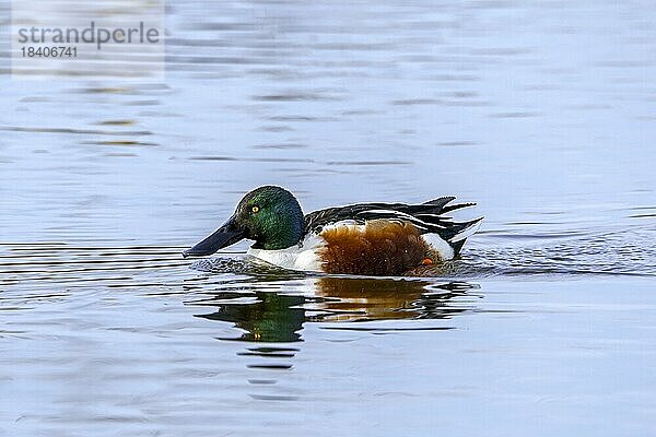 Löffelente (Anas clypeata)  erwachsenes Männchen  Erpel schwimmend im Teich im Winter