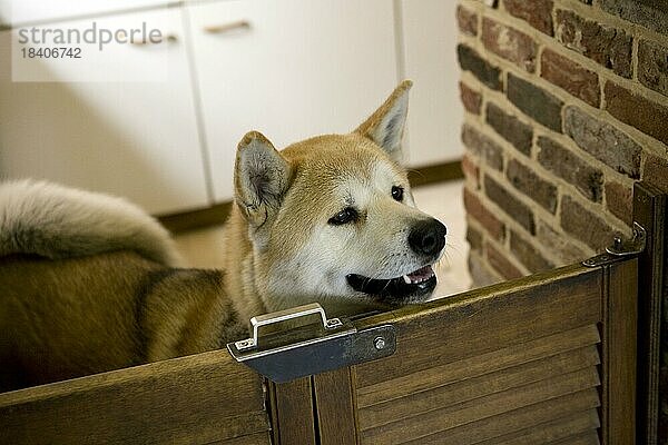 Neugieriger japanischer Akita Inu  amerikanischer Akita Hund  der über ein kleines Hindernis im Haus schaut