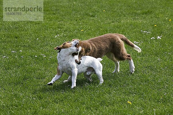 Jack Russell Terrier mit glattem Fell und Border Collie Welpe (Canis lupus familiaris) spielen im Garten