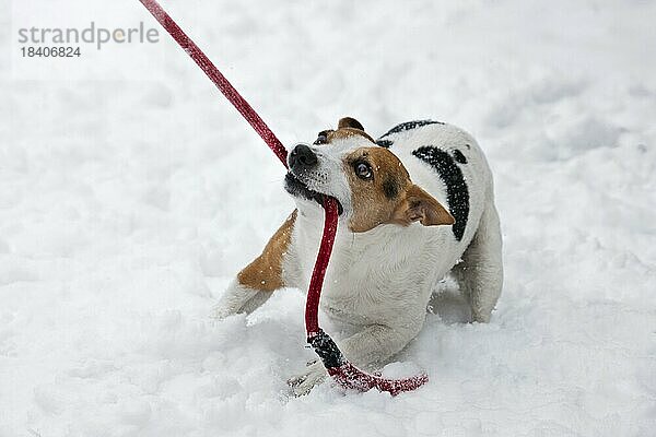 Jack Russell Terrier Hund zerrt an der Leine in den Mund im Schnee während Schneefall im Winter