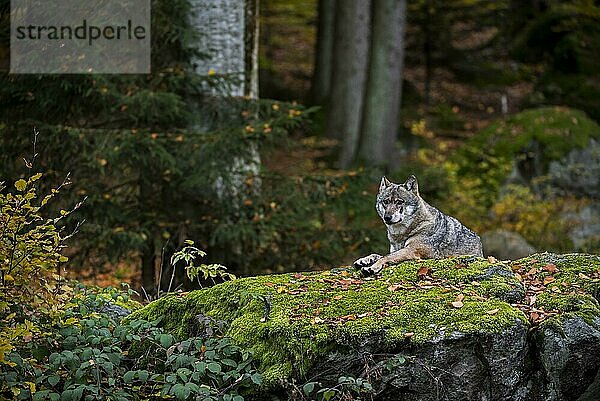 Europäischer Grauwolf (Canis lupus) ruhend auf einem Felsen im Wald