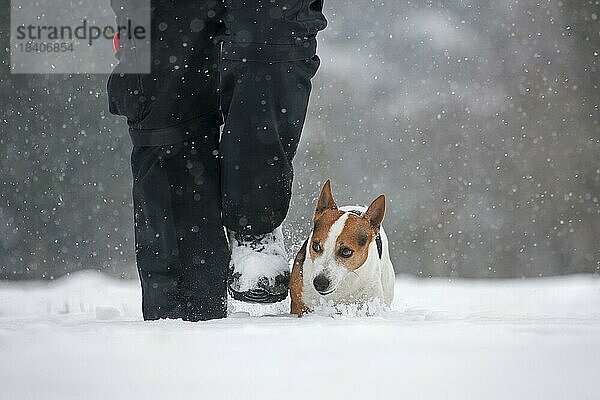 Jack Russell Terrier Hund  der mit seinem Besitzer im Schnee spazieren geht  während es im Winter schneit