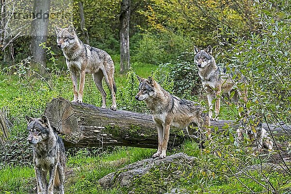 Wolfsrudel aus fünf eurasischen Wölfen  graue Wölfe (Canis lupus lupus) auf der Lauer  stehend auf einem umgestürzten Baumstamm im Wald im Herbst