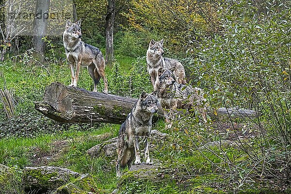 Wolfsrudel aus vier eurasischen Wölfen  graue Wölfe (Canis lupus lupus) auf der Lauer  stehend auf einem umgestürzten Baumstamm im Wald im Herbst