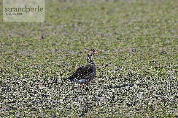 Ziehende Graugans (Anser anser)  Graugans mit Halsband  Halskragen im Feld