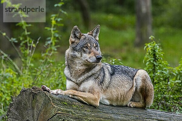 Einsamer Europäischer Wolf (Canis lupus lupus)  einsamer grauer Wolf  der auf einem Baumstamm im Wald ruht  Herbst