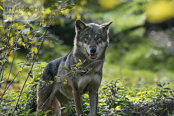 Einsamer Europäischer Wolf (Canis lupus lupus)  einsamer grauer Wolf auf der Jagd im Wald im Herbst  Herbst