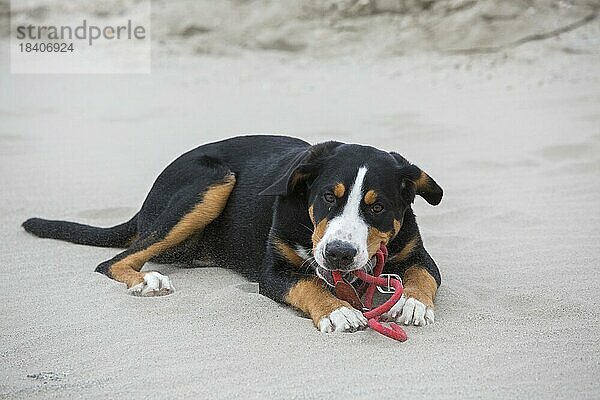 Junger Großer Schweizer Sennenhund  der am Strand im Sand liegt und auf der Leine kaut