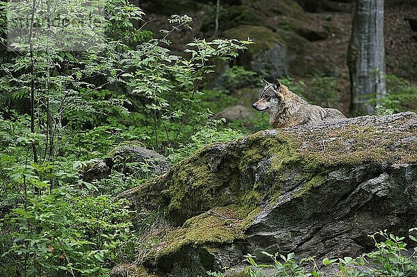 Europäischer Grauer Wolf (Canis lupus) ruhend auf einem Felsen in einem Waldgebiet  Bayerischer Wald  Deutschland  Europa