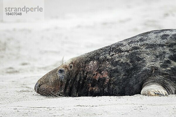 Kegelrobbe (Halichoerus grypus)  Kegelrobbe  erwachsenes Männchen  Bulle ruhend am Sandstrand an der Nordseeküste im Winter