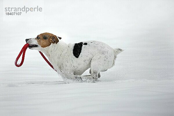 Jack Russell Terrier Hund läuft mit Leine im Maul im Schnee während Schneefall im Winter