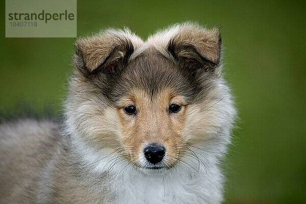 Shetland Sheepdog (Canis lupus familiaris)  Colliewelpe Nahaufnahme Porträt im Garten