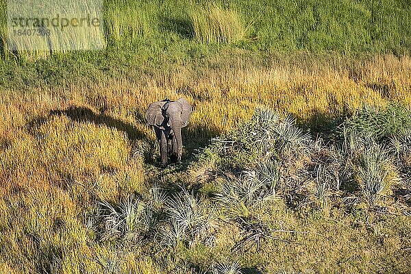 Luftaufnahme eines Elefantenbullen (Loxodenta africana) von oben. Das wilde Tier hebt seinen Kopf gen Himmel. Okavangodelta Botswana