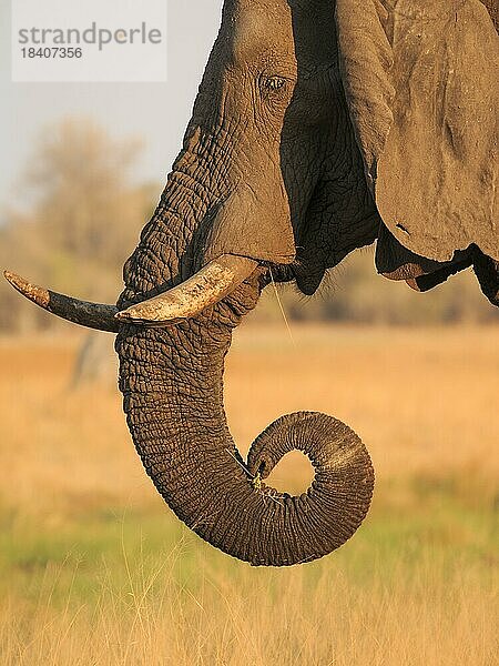 Elefantenbulle (Loxodenta africana) Porträt Seitenansicht seines Kopfes  seiner Stoßzähne  seines Rüssels  seiner Augen und Ohren. Das Gesicht wird von den warmen Farben des Sonnenuntergangs beleuchtet. Okavangodelta Botsuana