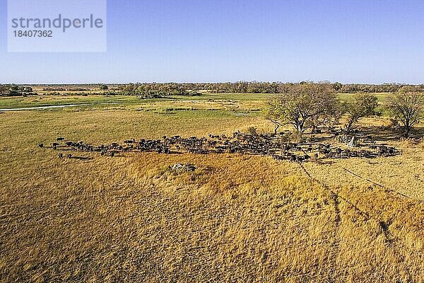 Luftaufnahme einer Büffelherde in der Landschaft des Okavango Deltas. Tierpfade  Bäume und grünes Grasland umgeben die vielen wilden Tiere. Okavangodelta Botswana