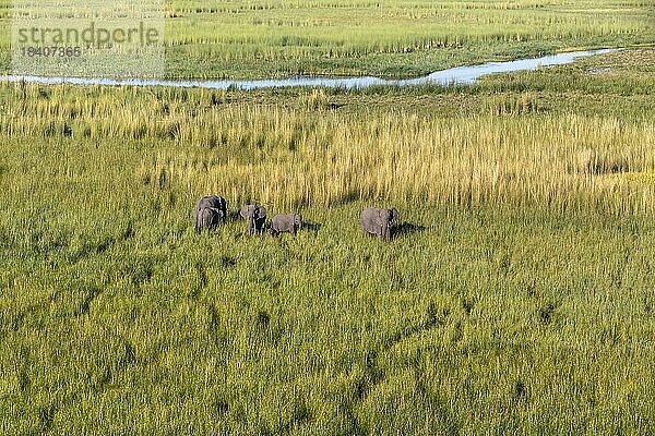 Luftaufnahme einer Elefantenherde (Loxodenta africana) mit 2 jungen Kälbern  die Babys sind in der Mitte. 4 Säugetiere. Okavangodelta Botswana