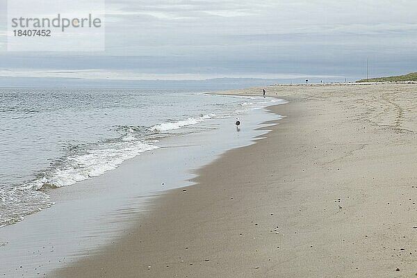 Küstenlandschaft  Meadow Beach  Cape Cod  Atlantik  Massachusetts  USA  Nordamerika
