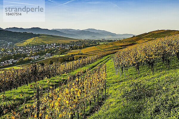 Dorf und herbstlich verfärbte Weinberge  Sonnenaufgang  Pfaffenweiler  bei Freiburg im Breisgau  Markgräflerland  Schwarzwald  Baden-Württemberg  Deutschland  Europa