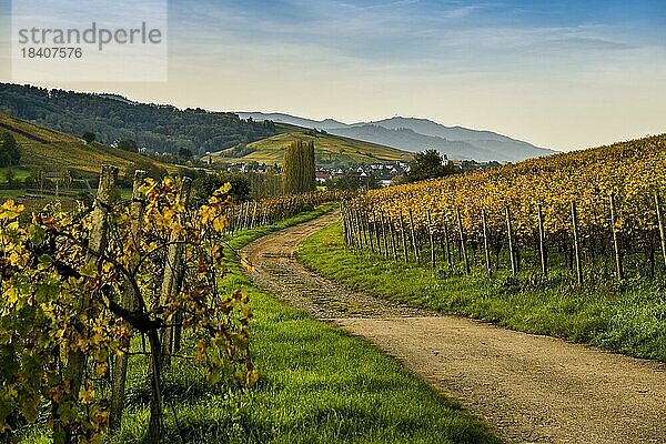 Dorf und herbstlich verfärbte Weinberge  Sonnenaufgang  Pfaffenweiler  bei Freiburg im Breisgau  Markgräflerland  Schwarzwald  Baden-Württemberg  Deutschland  Europa