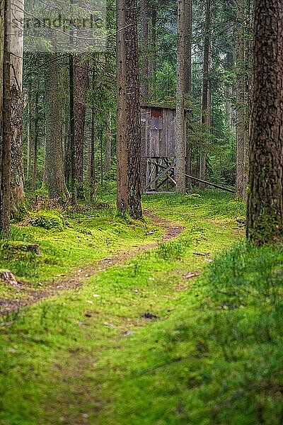 Kleiner weg zu Jägersitz  Grüner Wald  Schwarzwald  Unterhaugstett  Deutschland  Europa