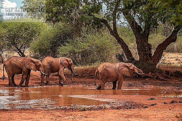 Elefantenherde   Aufnahme der roten Elefanten am schlammigen Wasserloch mit Baum im Tsavo-Nationalpark  Kenia  Ostafrika  Afrika