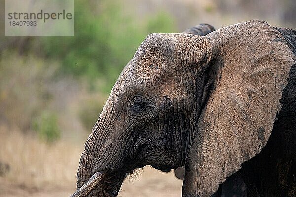Elefant im Tsavo-Nationalpark  Kenia  Ostafrika  Afrika