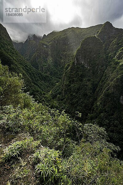 Ausblick auf bewaldete wolkenverhangene Berge und Schluchten  Levada do Caldeirão Verde  Parque Florestal das Queimadas  Madeira  Portugal  Europa