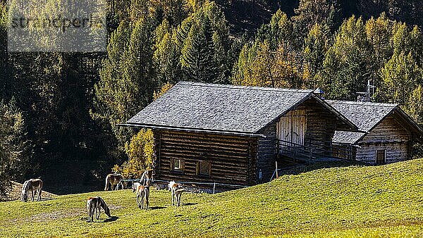 Almhütten und weidende Haflinger Pferde (Equus ferus caballus) auf der Seiser Alm  Grödnertal  Dolomiten  Südtirol  Italien  Europa
