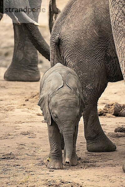 Elefantenherde mit einem Elefantenbaby zwischen den Beinen seiner Mutter. Süße Aufnahme eines Kalbes im Tsavo Nationalpark  Kenia  Ostafrika  Afrika