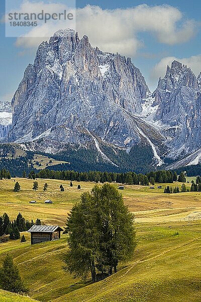 Herbstliche Wiesen und Almhütten auf der Seiser Alm  hinten die schneebedeckten Gipfel der Langkofelgruppe  Grödnertal  Dolomiten  Südtirol  Italien  Europa