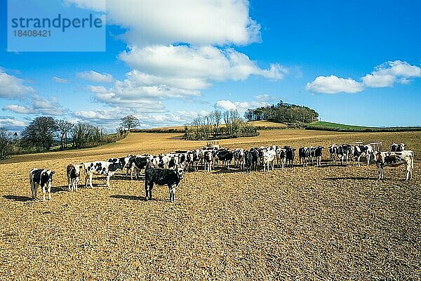 Kühe auf Feldern und Ackerland in Devon aus einer Drohne  Englisches Dorf  England  Großbritannien  Europa