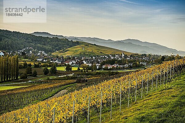 Dorf und herbstlich verfärbte Weinberge  Sonnenaufgang  Pfaffenweiler  bei Freiburg im Breisgau  Markgräflerland  Schwarzwald  Baden-Württemberg  Deutschland  Europa