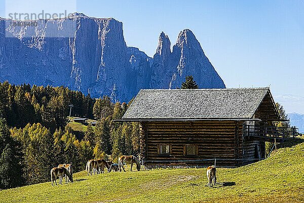 Almhütten und weidende Haflinger Pferde (Equus ferus caballus) auf der Seiser Alm  hinten der Gipfel des Schlern  Grödnertal  Dolomiten  Südtirol  Italien  Europa