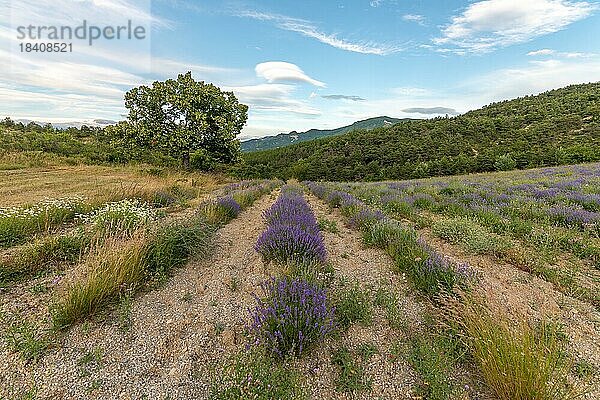 Lavendelfeld in der Provence. Vaucluse  Carpentras  Ventoux Süd  Frankreich  Europa