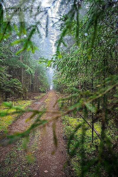 Kleiner Trampepfad durch den Grünen Wald  Schwarzwald  Unterhaugstett  Deutschland  Europa