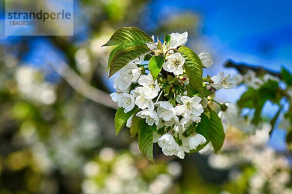 Europäische weiße Kirschblüte Blume auf Baum im frühen Frühling auf unscharfen Hintergrund