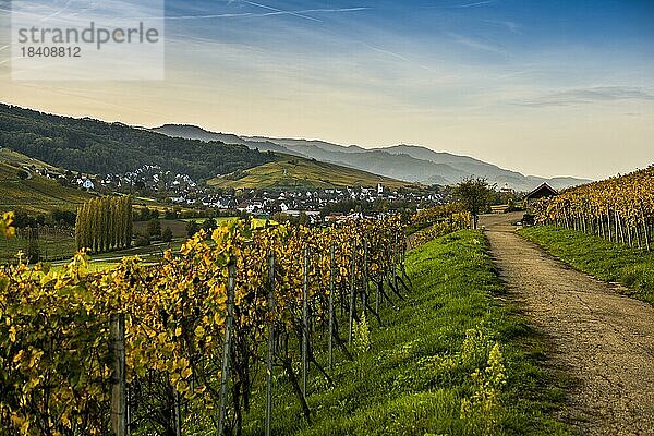 Dorf und herbstlich verfärbte Weinberge  Sonnenaufgang  Pfaffenweiler  bei Freiburg im Breisgau  Markgräflerland  Schwarzwald  Baden-Württemberg  Deutschland  Europa