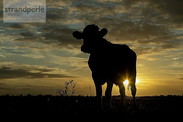 Hausrind (Bos taurus)  erwachsenes Tier auf einer Wiese bei Sonnenuntergang  Lincolnshire  England  Großbritannien  Europa