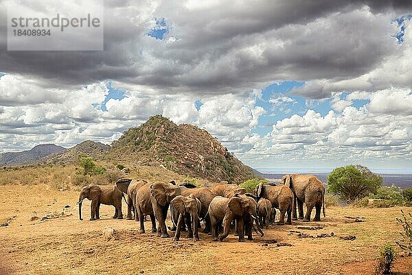 Große Elefantenherde in der Savanne  Tsavo-Nationalpark  Kenia  Afrika