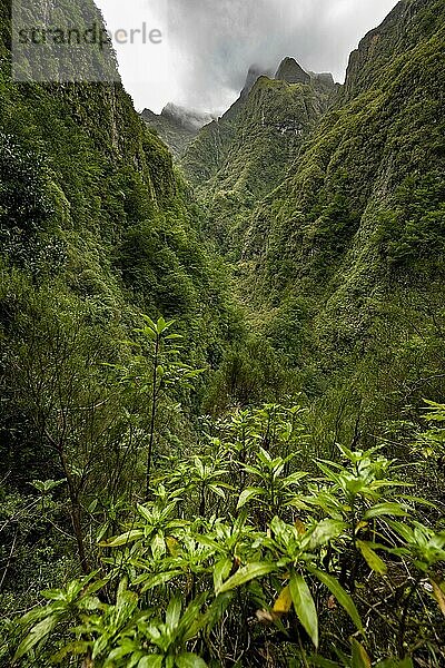 Bewaldete Berge und Schluchten  Levada do Caldeirão Verde  Parque Florestal das Queimadas  Madeira  Portugal  Europa