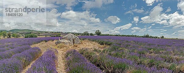 Borie in einem Lavendelfeld in der Provence. Vaucluse  Carpentras  Ventoux Süd  Frankreich  Europa