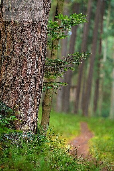 Grüner Wald  Schwarzwald  Unterhaugstett  Deutschland  Europa