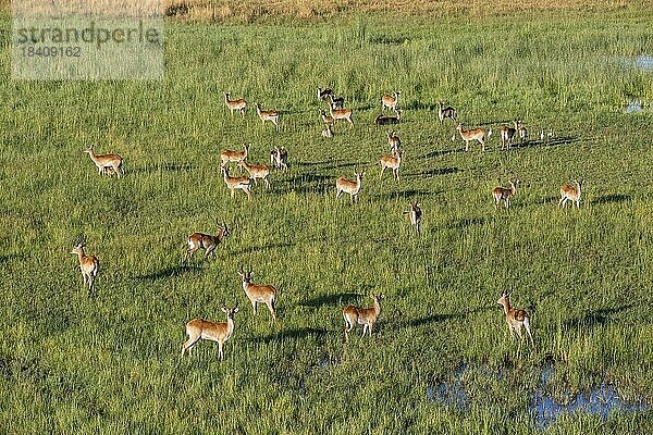 Letschwe (Kobus leche)  Herde  Gruppe steht im grünen Sumpf des Okavangodeltas Botswana