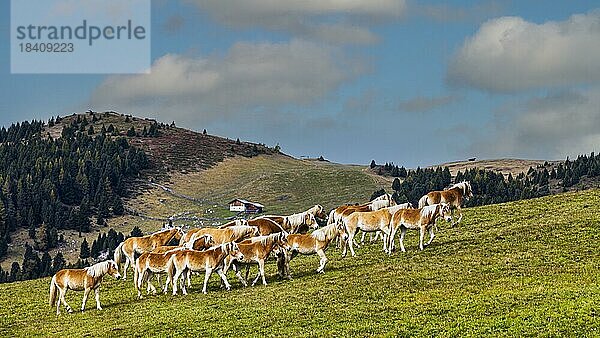 Haflinger Pferde (Equus ferus caballus) auf der Weide  Seiser Alm  Grödnertal  Dolomiten  Südtirol  Italien  Europa
