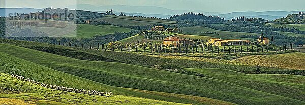 Landschaft Panorama Crete Toscana mit Schafherde Italien