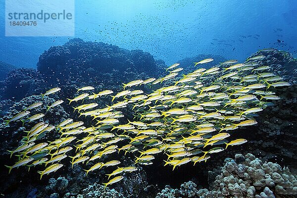 Schwarm Gelbflossen-Meerbarsch (Mulloideichthys vanicolensis) vor Korallenriff  Rotes Meer  Daedalus-Riff  Deadalus Insel  Ägypten  Afrika