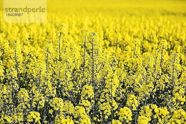 Blühende Rapsfelder am Niederrhein  Rees  Nordrhein-Westfalen  Nordrhein-Westfalen  Deutschland  Europa